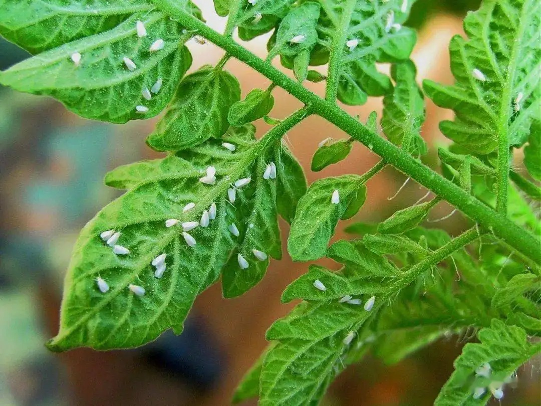 白粉虱打不干凈？教你打！
