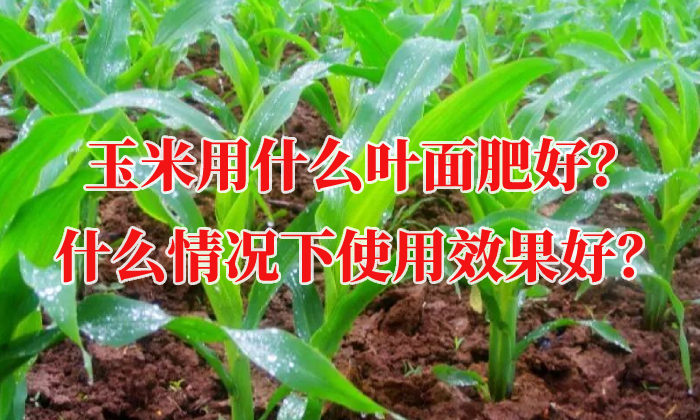 玉米用什么葉面肥好？什么情況下使用效果好？