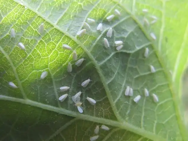 白粉虱，推薦五種防治方法！