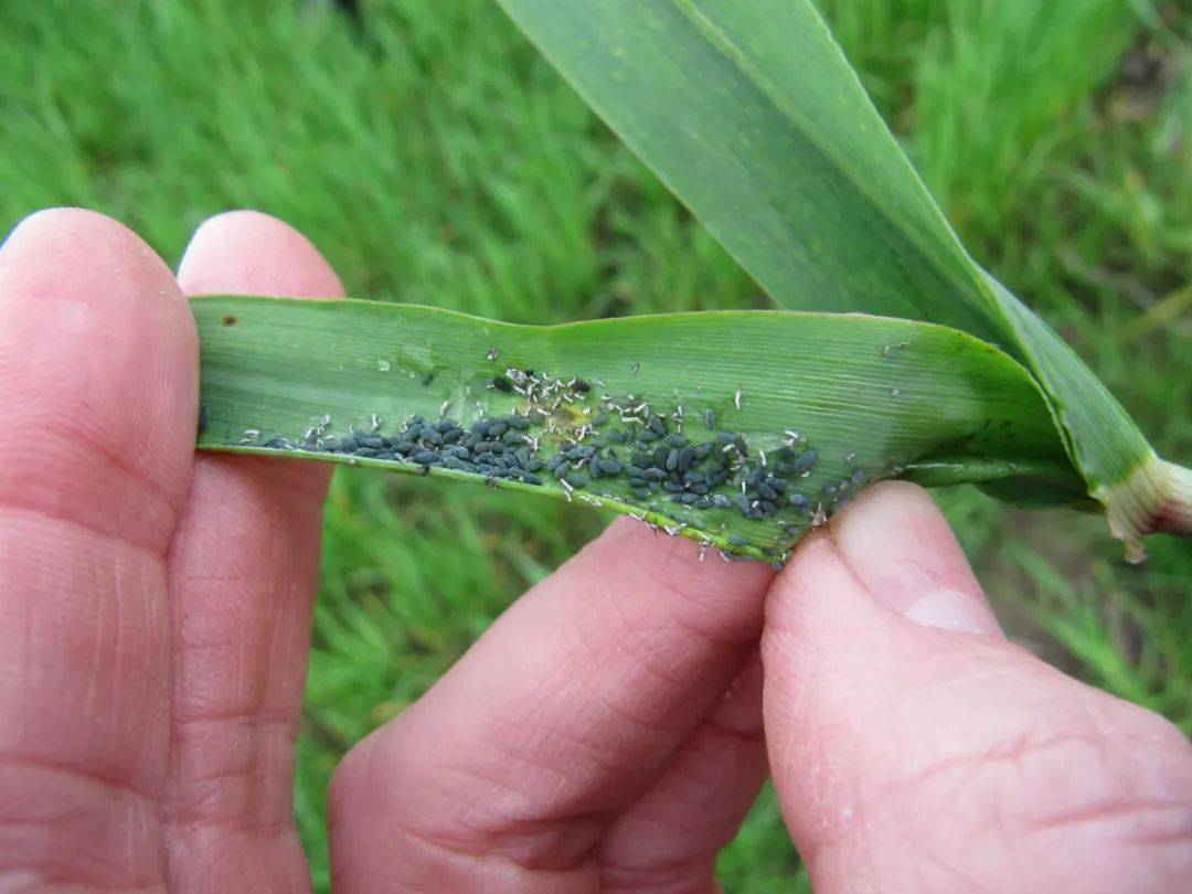 夏玉米常見(jiàn)蟲(chóng)害有哪些，該如何防治呢？