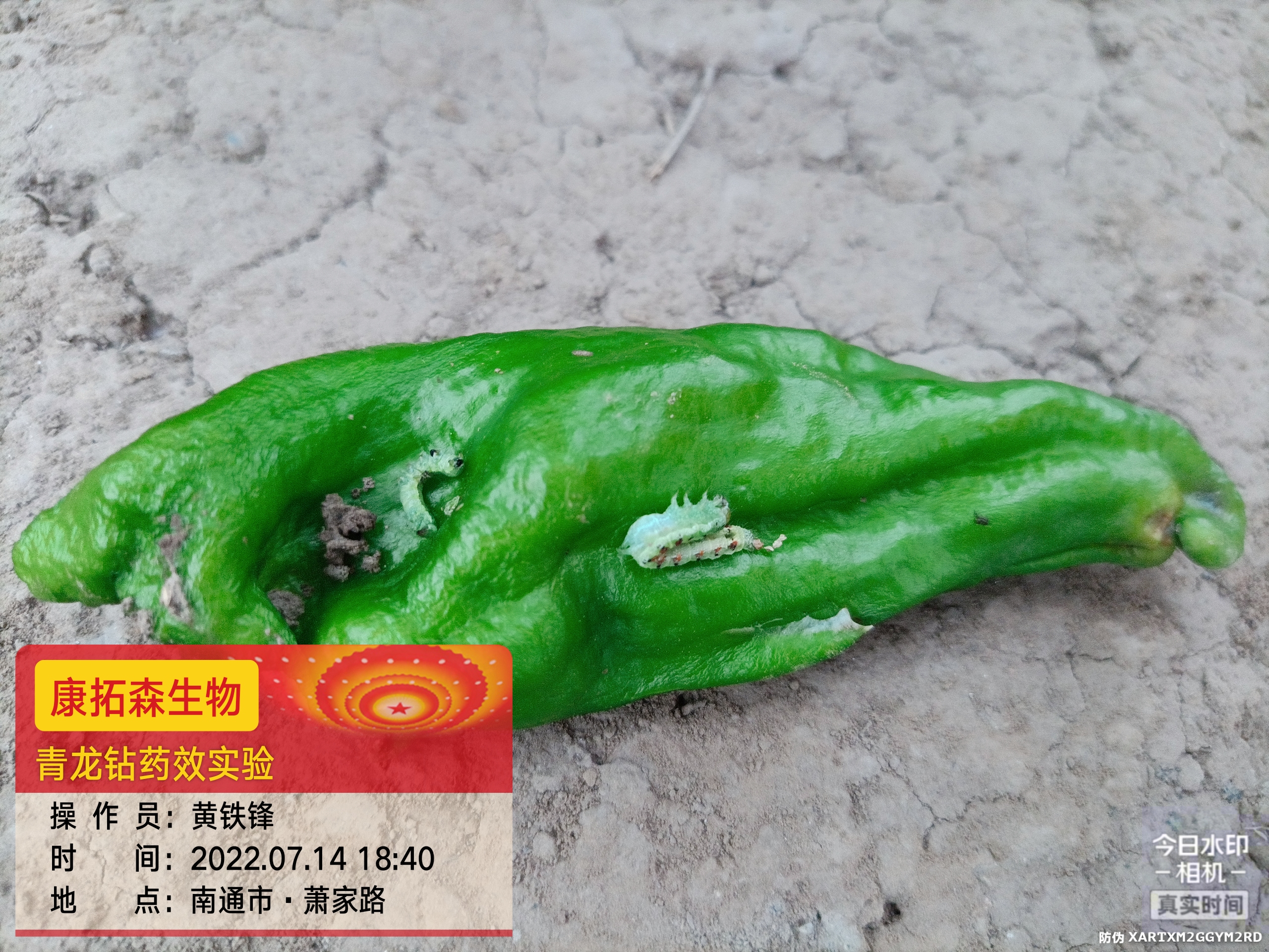 青蟲(chóng)肆虐，辣椒減產(chǎn)！青龍鉆，來(lái)救場(chǎng)！