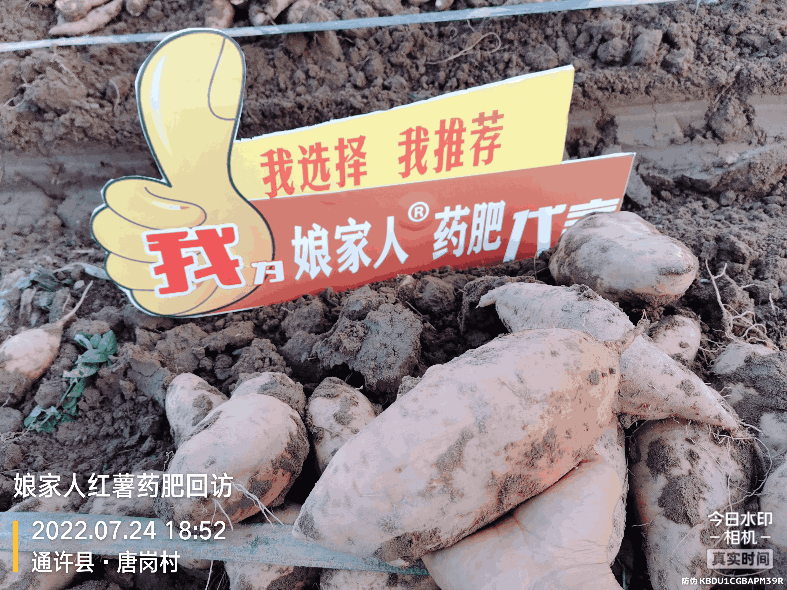 紅薯豐收，用了娘家人，“薯”你最棒！