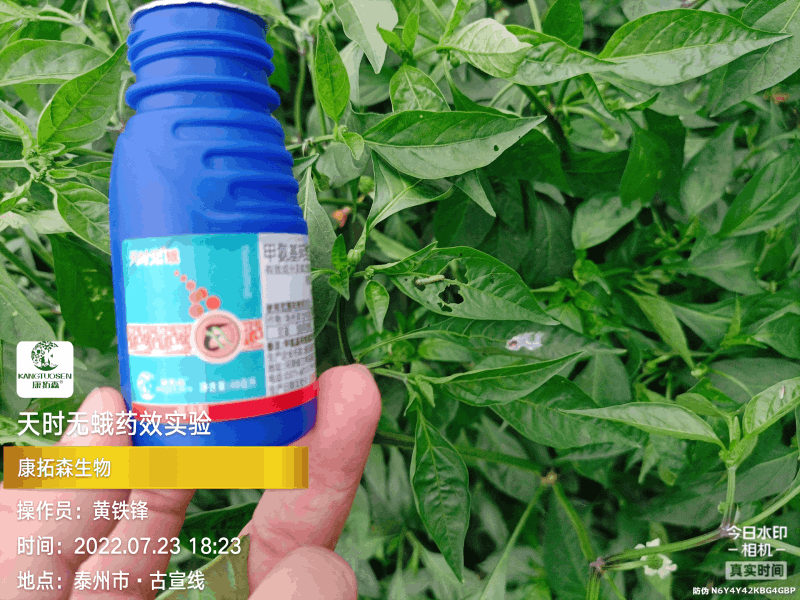 辣椒成為青蟲的“自助餐”，還好有你，天時無蛾！