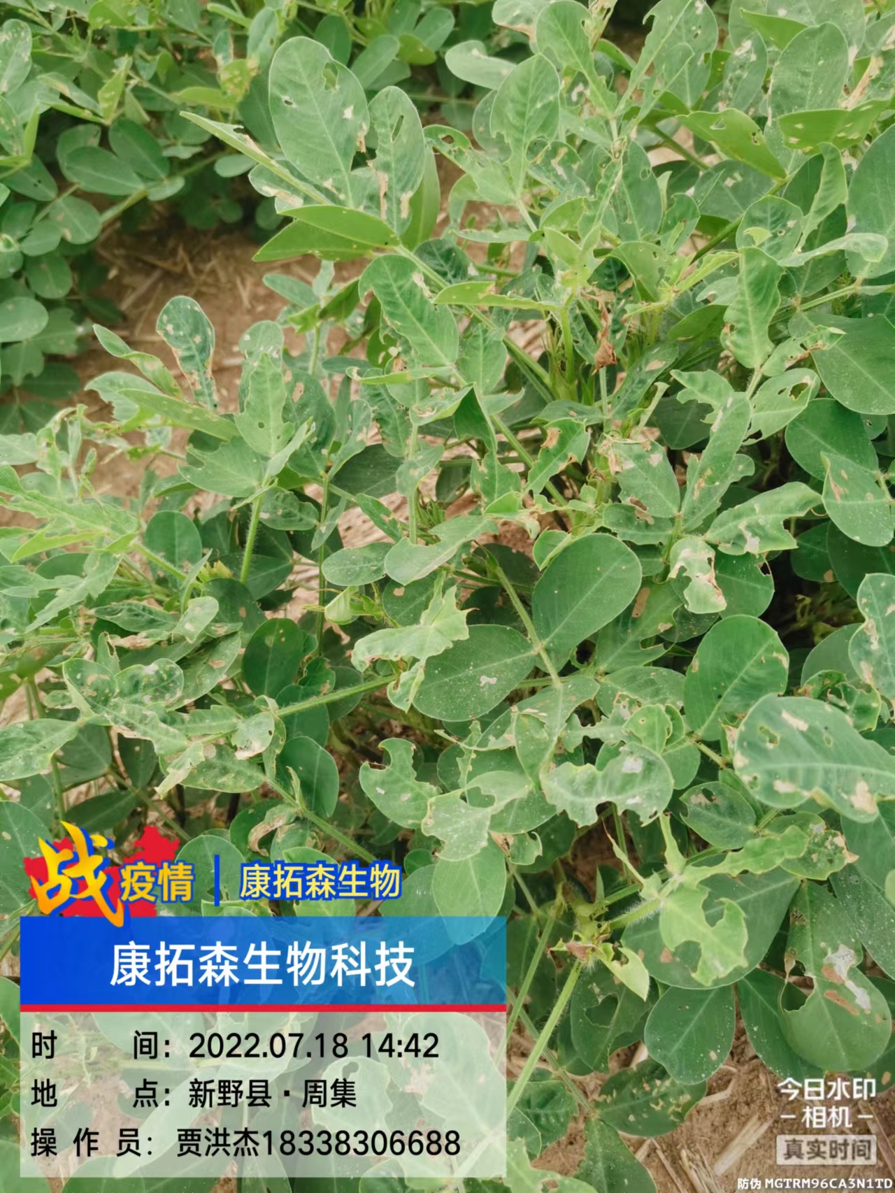 玉米、花生、大豆抗性青蟲該怎么打？