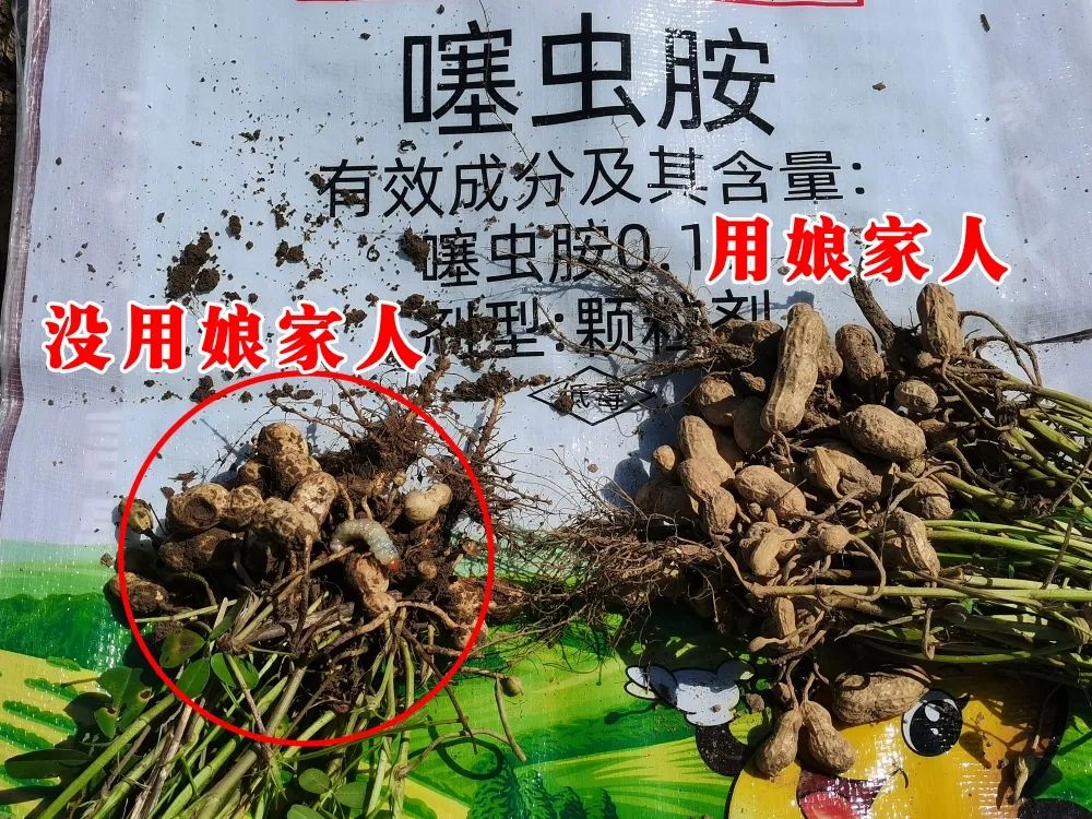 金秋花生回訪，農(nóng)戶的信任，來自于娘家人的肥效